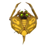 Locust
