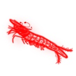 Microshrimp
