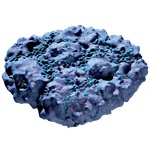 Pebbled_Sporal