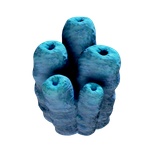 Toxic_Sponge