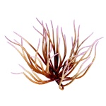 Whip_Gorgon